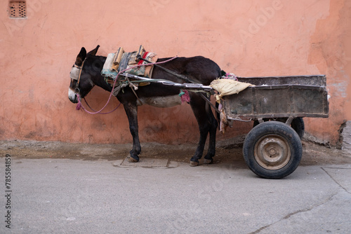 harnessed mule, donkey, traditional mule-drawn cart, use non-motorized means goods transportation, exotic street scene, Morocco