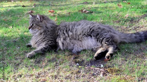 Feline Bliss: Tabby Cat Enjoying a Lazy Afternoon