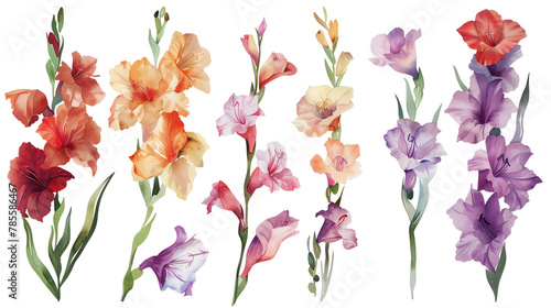 Collection of gladiolus flowers watercolor cutout png isolated on white or transparent background 