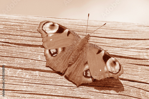 Ein Schmetterling, ein Tagpfauenauge auf Holzuntergrund in Peach Fuzz
