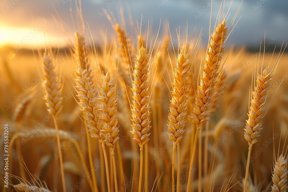 Close-up shot of ripe wheat ears with the warm glow of the sunrise in the backdrop, symbolizing agriculture and harvest Close-up shot of ripe wheat ears with the warm glow of the sunrise in the backdrop, symbolizing agriculture and harvest