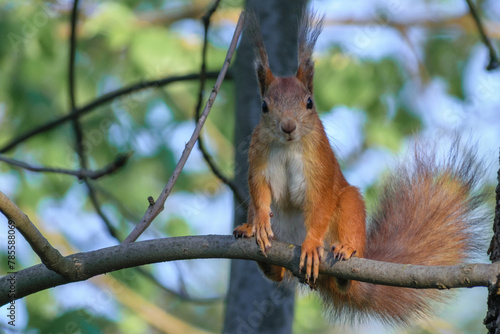 red squirrel on a tree © Александр Арендарь