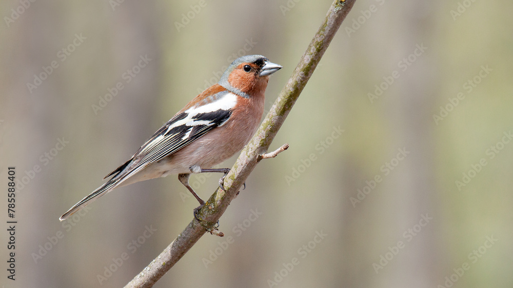 Fototapeta premium robin on a branch