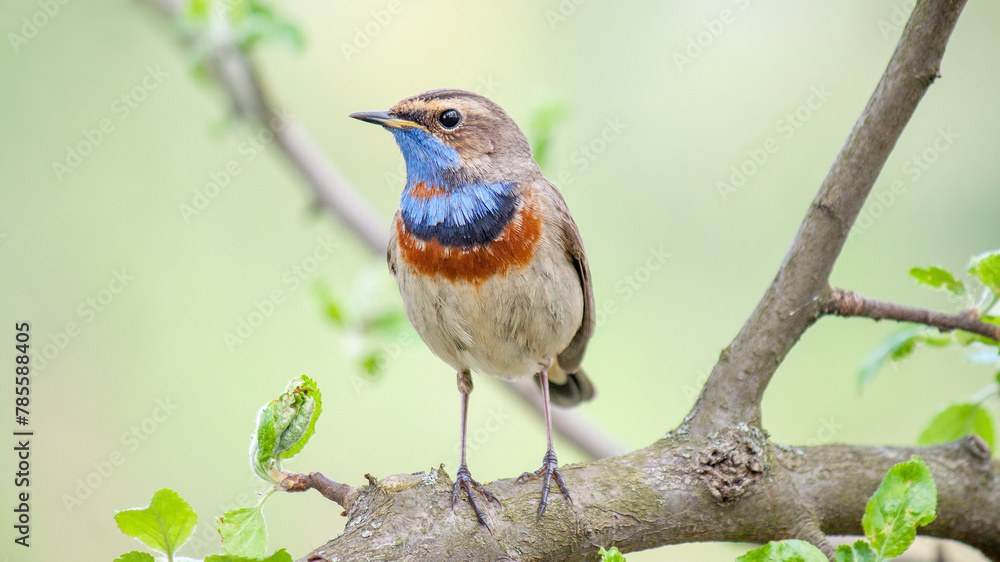 Fototapeta premium robin perched on a branch