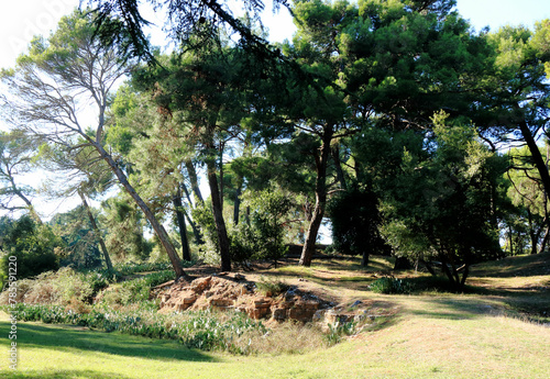 lane with trees in National park Brioni, Croatia