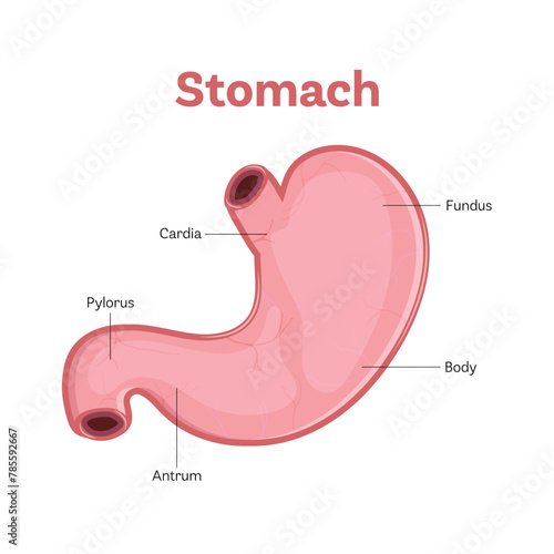 human stomach. Stomach anatomy labeled flat vector illustration on white background