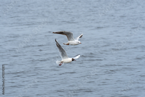 River gull and black-headed gull soars high above the water. Common gulls fly wings spread wide on the wind. Birdlife in wild nature in river. Freedom concept.