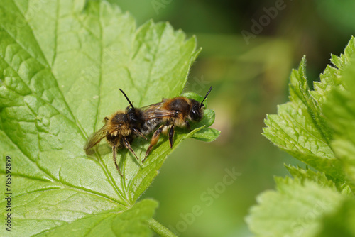 Male and female Grey-gastered Mining Bee, Andrena tibialis. Family mining bees, Andrenidae. Mating. On leaves of the shrub jostaberry (Ribes × nidigrolaria). Dutch garden, Spring, April. © Thijs de Graaf