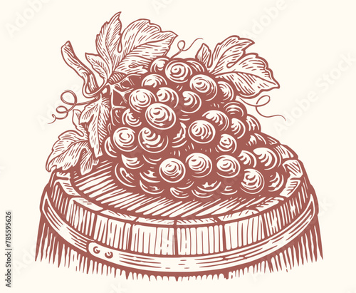 Bunch of ripe grapes lies on wooden barrel with wine. Vineyard, winery sketch vector illustration