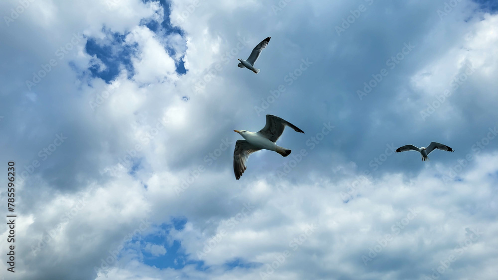 Soaring seagulls in a cloudy sky on a cloudy day. Soaring seagulls in a cloudy sky on a cloudy day.