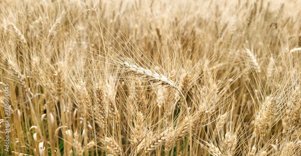 Fototapeta premium Ears of wheat, ready for harvest, growing in a farmer's field