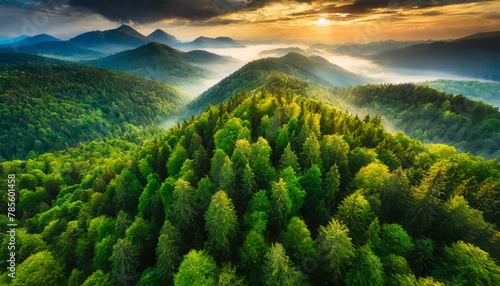 A Drone's View of Verdant Forests #785601458