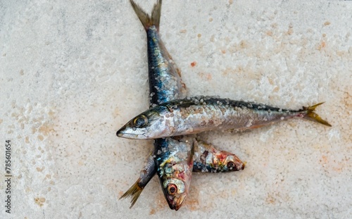 Whole raw organic mackerel fish with sea salt lying on a flat white surface
