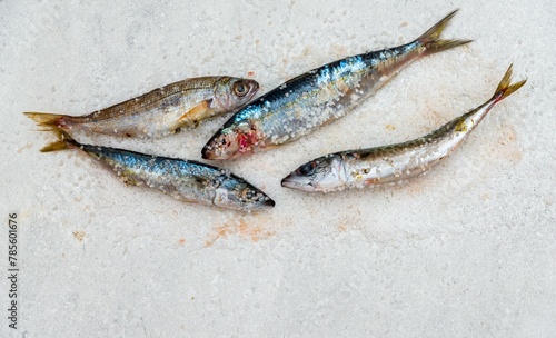 Whole raw organic mackerel fish with sea salt lying on a flat white surface