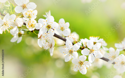 Spring background. Branch of cherry blossoms. Close-up. Selective focus. © Markoff