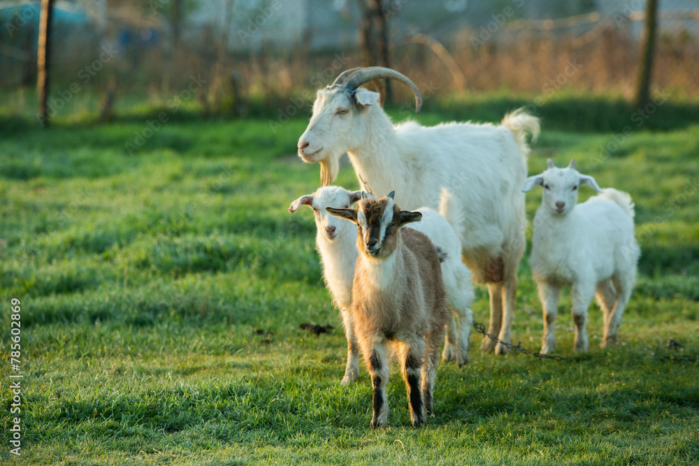 Obraz premium Mother goat with little goats graze green grass in the country. Domestic animals in the country.