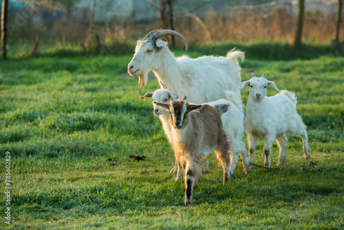 Mother goat with little goats graze green grass in the country. Domestic animals in the country.