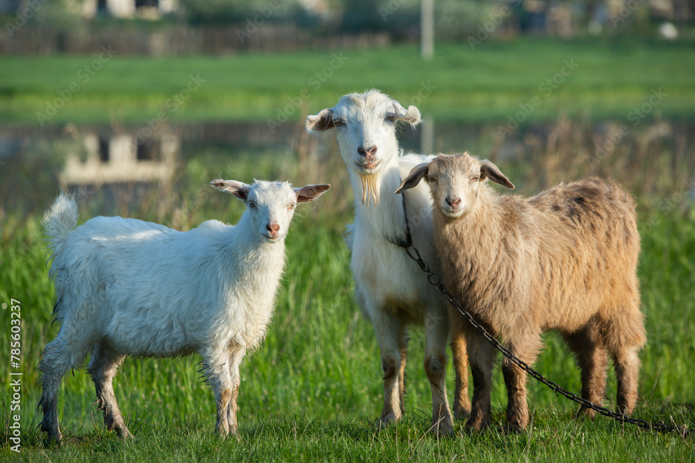 Fototapeta premium Mother goat with little goats graze green grass in the country. Domestic animals in the country.