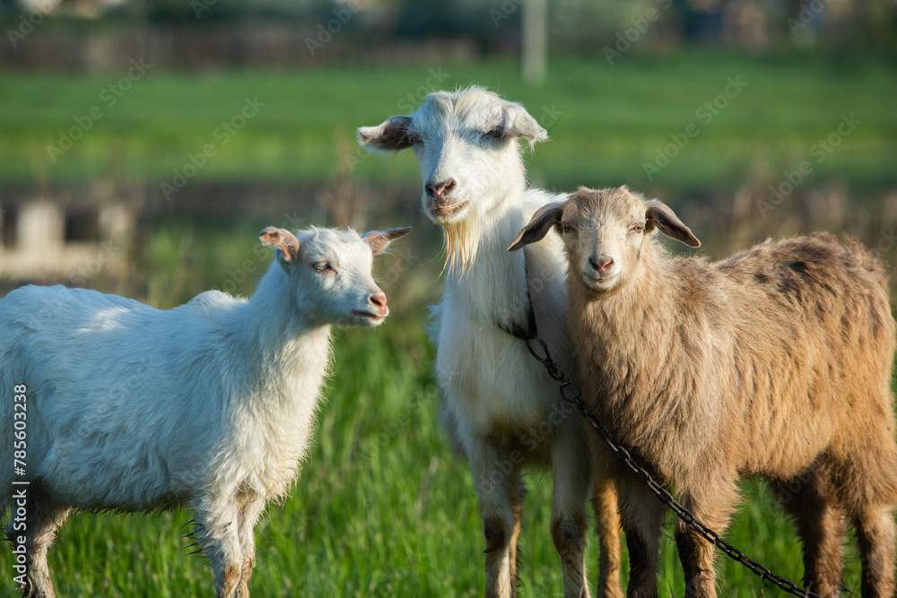 Obraz premium Mother goat with little goats graze green grass in the country. Domestic animals in the country.