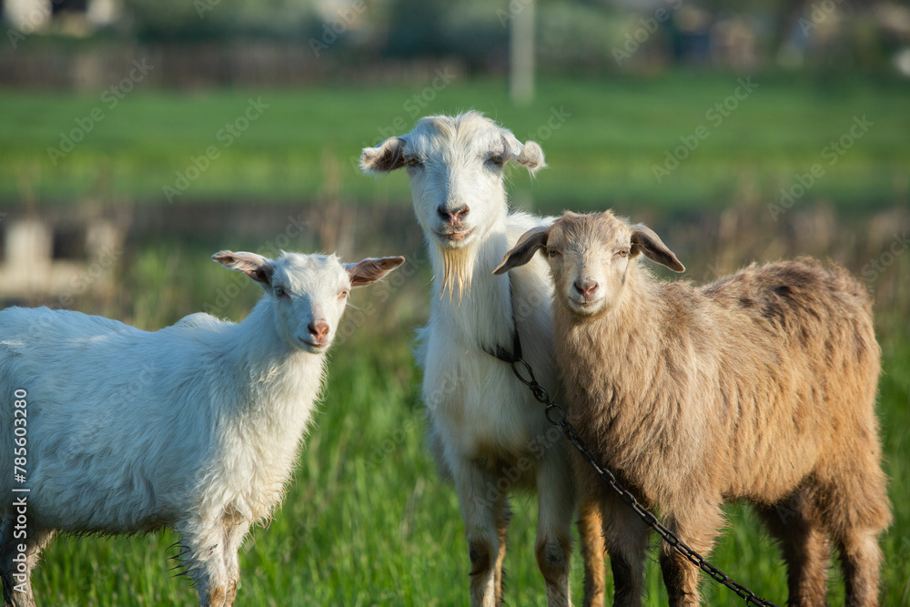 Mother goat with little goats graze green grass in the country. Domestic animals in the country. Mother goat with little goats graze green grass in the country. Domestic animals in the country.