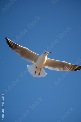 seagull in flight