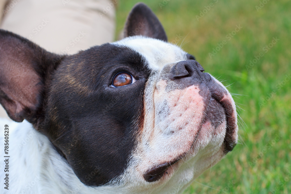 French Bulldog is resting in a sunny garden with a green lawn