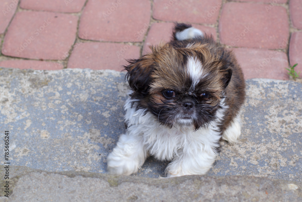 Shih tzu puppy playing in the garden