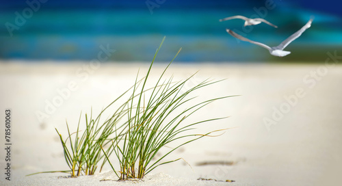 grass on the beach, blur background