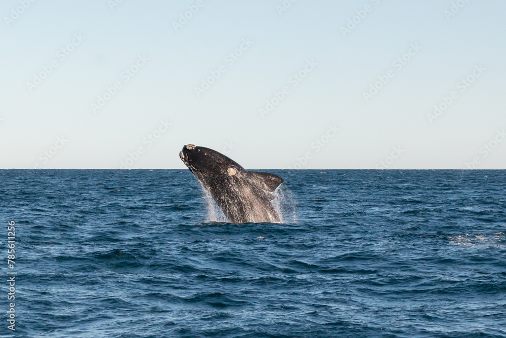 Obraz premium ballena en libertad, saltando en el oceano