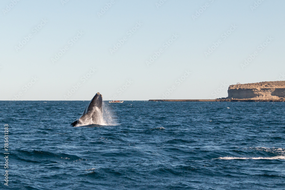 Fototapeta premium ballena en libertad, saltando en el oceano
