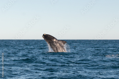 ballena en libertad, saltando en el oceano © nadia
