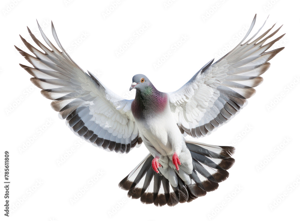 Fototapeta premium PNG Pigeon flying animal bird dove