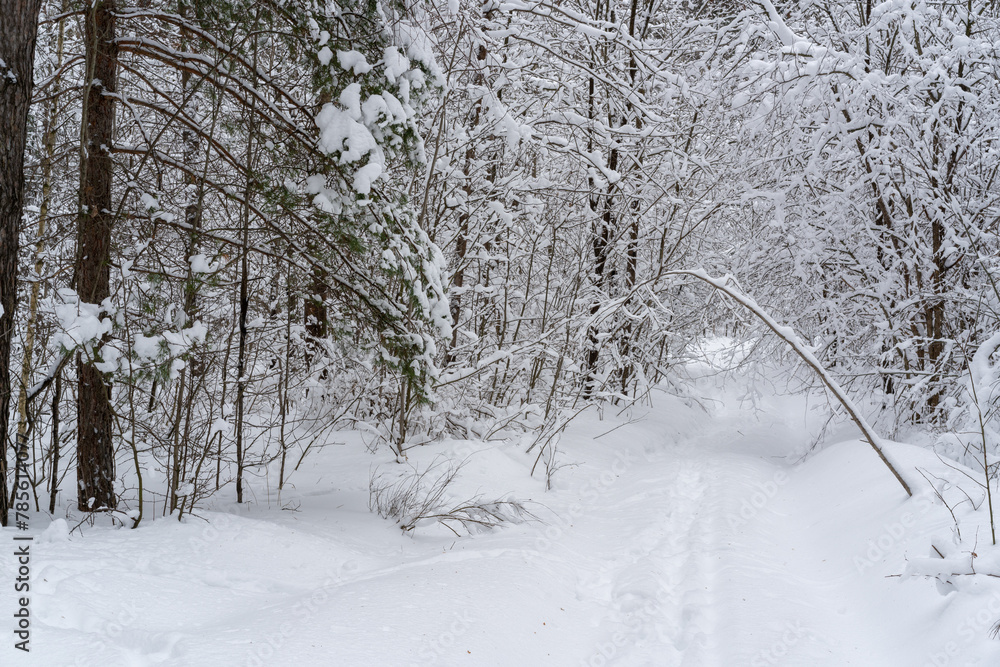 Fototapeta premium Winter snow-covered forest. Snowfall in the winter forest.