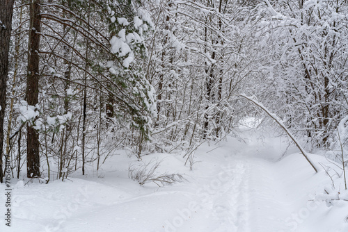 Winter snow-covered forest. Snowfall in the winter forest. © I