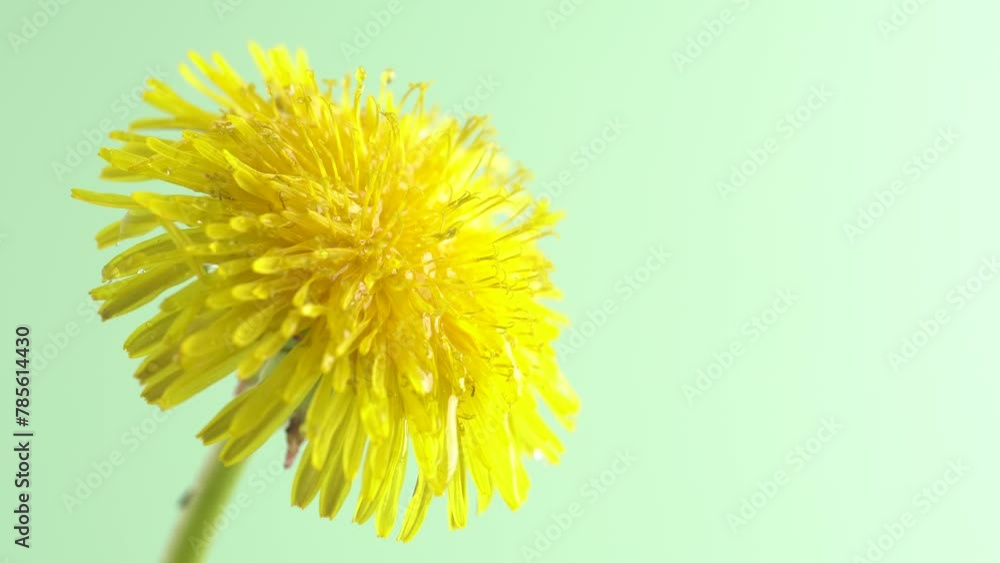 Dripping of essential oil with flower of yellow dandelion. Dripping of essential oil with flower of yellow dandelion.