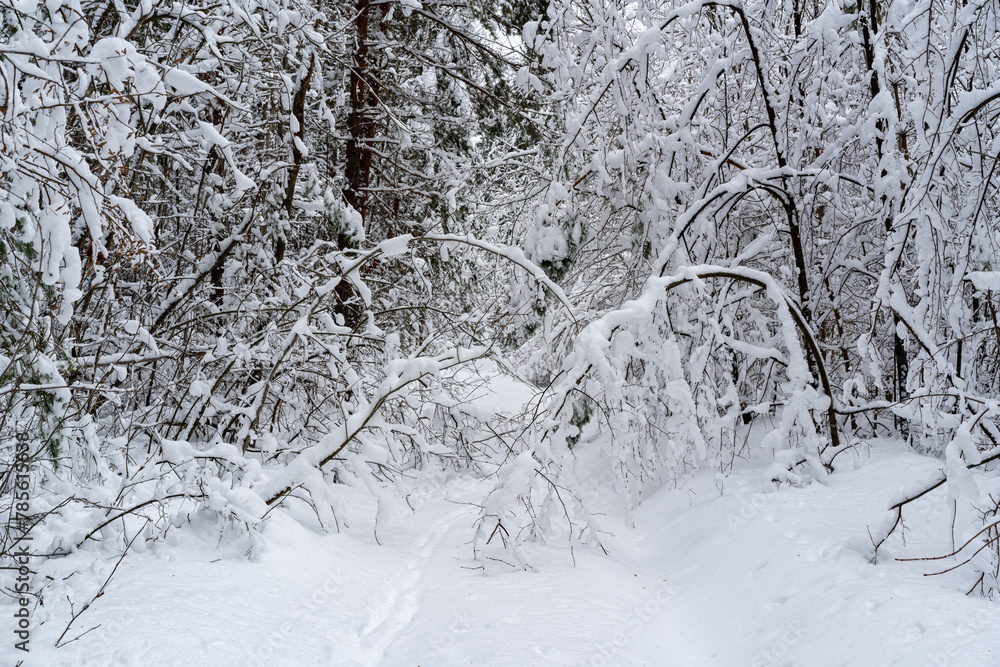 Winter snow-covered forest. Snowfall in the winter forest. Winter snow-covered forest. Snowfall in the winter forest.