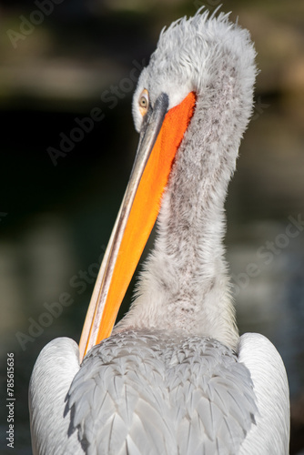 Pelikan Schnabel 