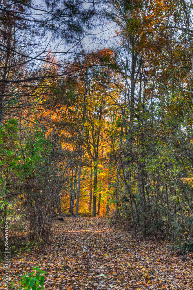 Obraz premium Forest Sounds. Walking through the forrest in late fall is a special treat. Except for the rhythmic rustle of walking through the freshly fallen foliage there is mostly silence.