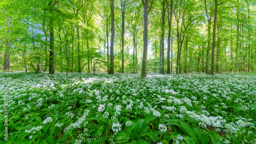 A Beechwood forest full of wild garlic flowers   © Nick Brundle