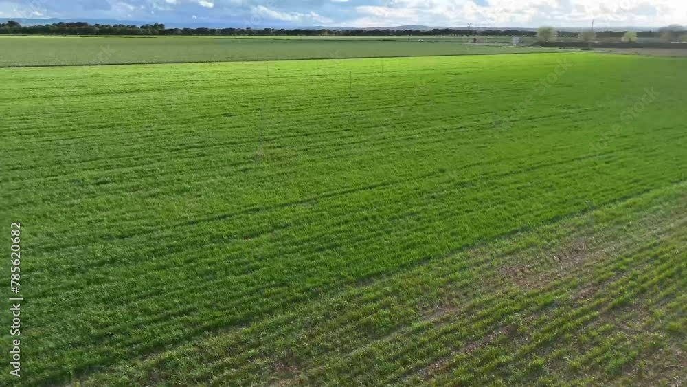 Drone flying at high speed over a large agricultural field in full production that resembles a green blanket without people or machines Drone flying at high speed over a large agricultural field in full production that resembles a green blanket without people or machines