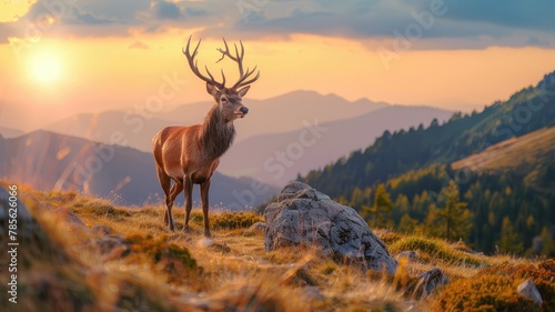 Stag overlooking a valley during golden hour - A solitary stag is captured in the golden hour light  standing on a mountaintop overlooking a vast valley  symbolizing contemplation and nature s eleganc
