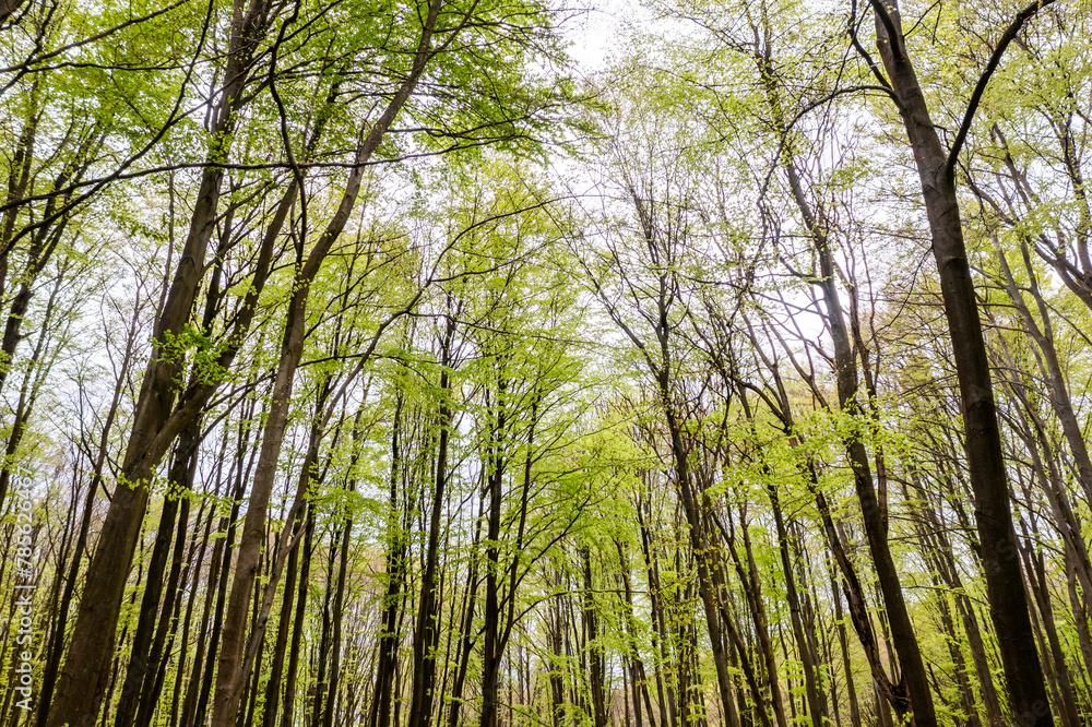 Beautiful spring forest landscape, fresh green leaves on trees, spring in deciduous forest. Beautiful spring forest landscape, fresh green leaves on trees, spring in deciduous forest.