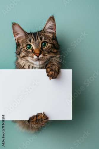 cat with blank sign