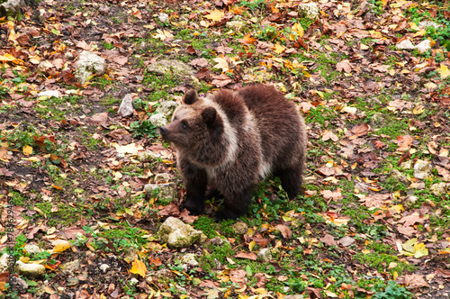 brown adult bears in the autumn forest. predatory hungry bears 