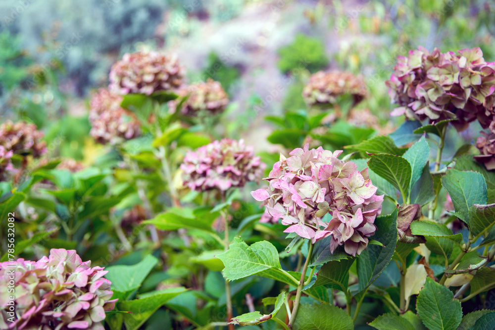 Lilac and green autumn hydrangea in the garden Lilac and green autumn hydrangea in the garden