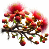 Hairy Keruing tree Is a plant with red flowers isolated on white background and clipping path. The name of science : Dipterocarpus obtusifolius Teijsm. ex Miq isolated on white