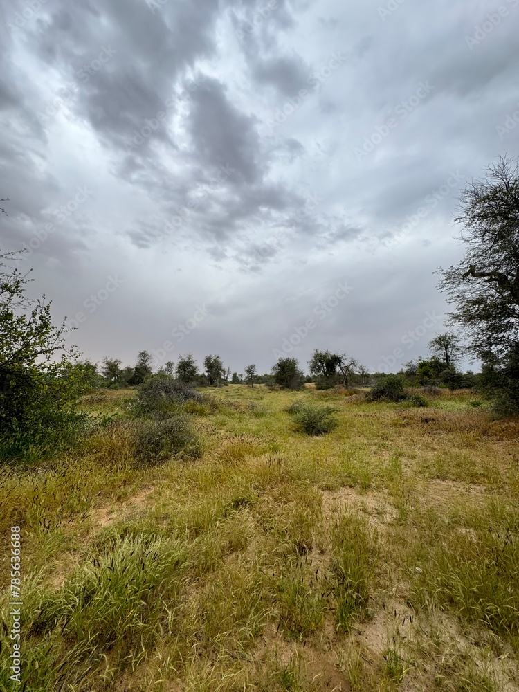 A picture of desert trees on land that has been rained on and has grown grass that covers the area next to the trees and a cloudy sky.