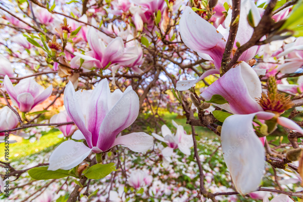 Kwiatowa eksplozja: kwitnące magnolie wiosną w makrofotografii - obrazy, fototapety, plakaty 