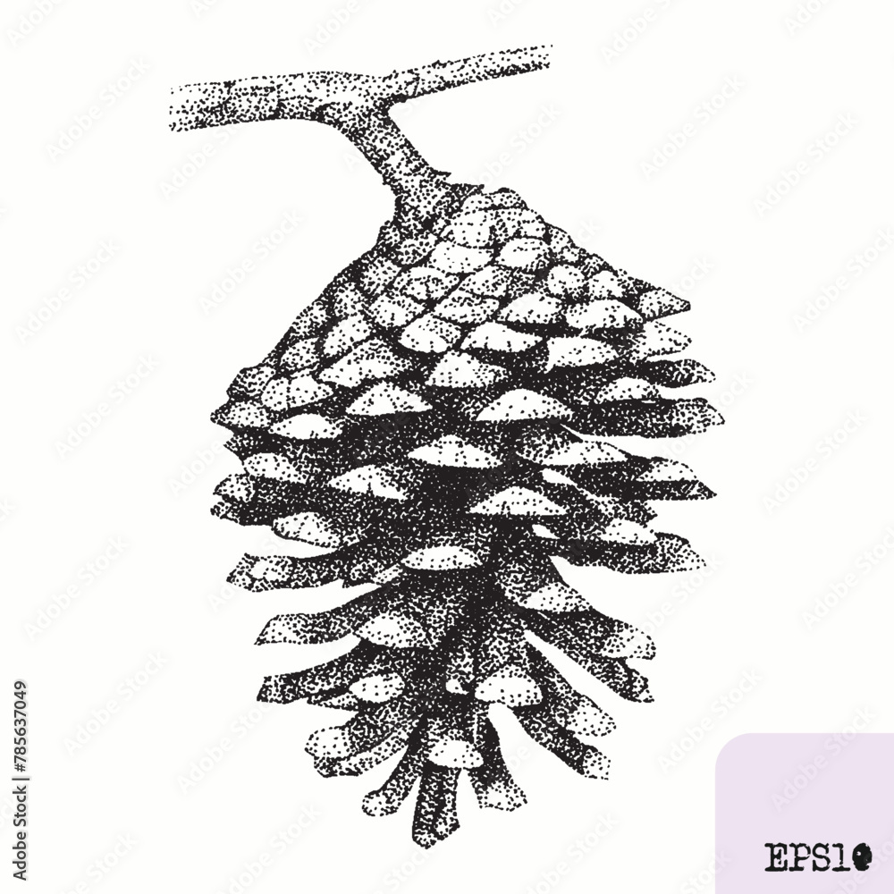 Pine cone. Tree plant, fruit. Pointillism, graphic black ink drawing ...