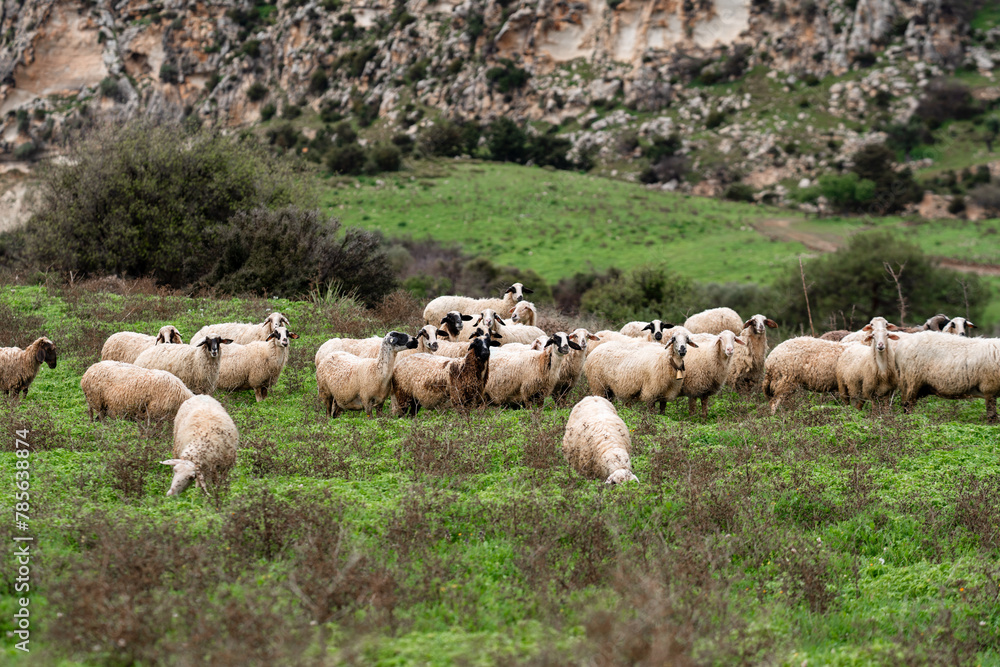 A flock of sheep and rams grazing in the green meadow in rainy weather. Greek agriculture and pastoralism. Rural scenic landscape